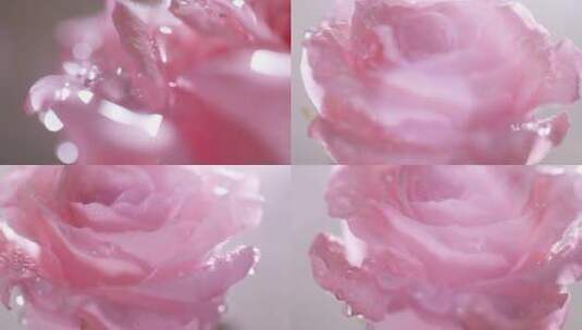 沾着水珠的玫瑰花瓣实拍4K可商用高清在线视频素材下载
