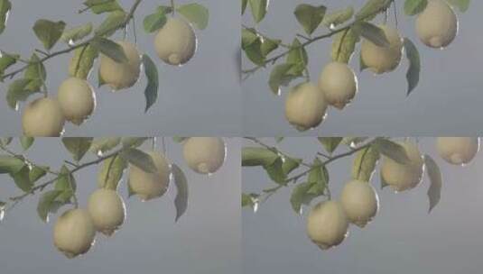 农作物柠檬在树上的照耀高清在线视频素材下载