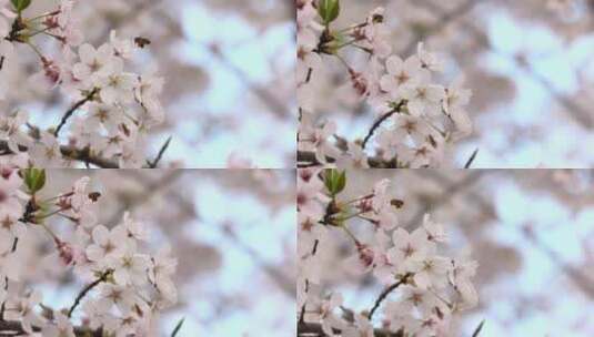 樱花（蜜蜂）-07高清在线视频素材下载