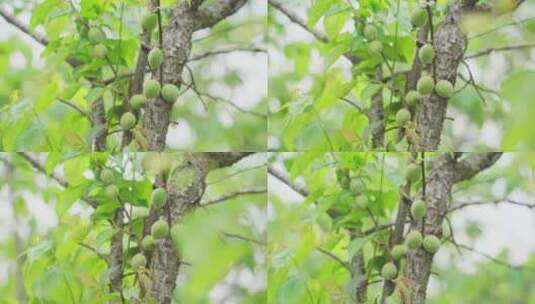 【4k】青梅果树果实树叶蓝天乡村振兴光影高清在线视频素材下载