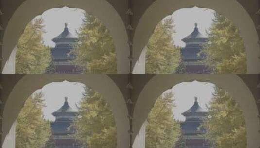 北京秋天 天坛秋天银杏高清在线视频素材下载