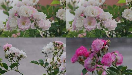 4k实拍春天花朵盛开高清在线视频素材下载