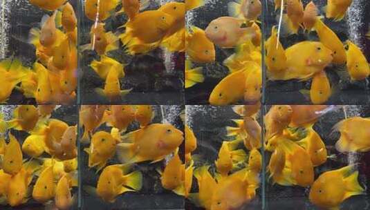 4K高清实拍观赏鱼在鱼缸里面游来游去高清在线视频素材下载