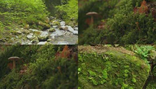 水青苔山泉水流水滴水风景森林自然大自然水高清在线视频素材下载