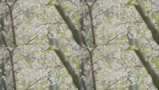 唯美小清新春天花朵高清在线视频素材下载