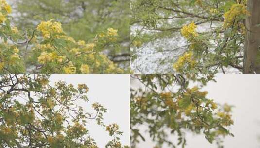 秋天黄叶 阳光温暖 4K实拍素材高清在线视频素材下载