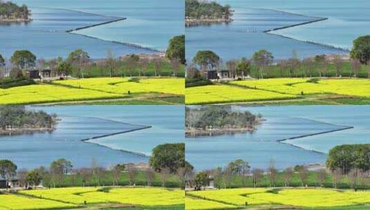 航拍春天乡村湖景油菜花田自然风景高清在线视频素材下载