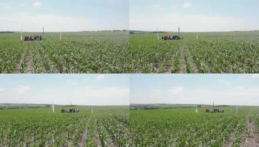 农民在玉米地检查产量高清在线视频素材下载
