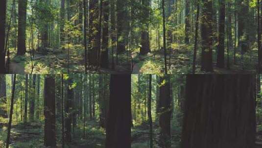 拍摄郁郁葱葱美丽的红杉林高清在线视频素材下载