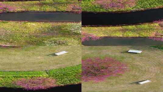 上海花开海上生态园梅花盛开高清在线视频素材下载