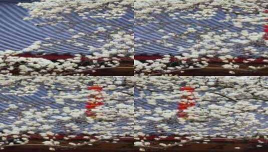 杭州法喜寺500年白玉兰盛放竖版高清在线视频素材下载