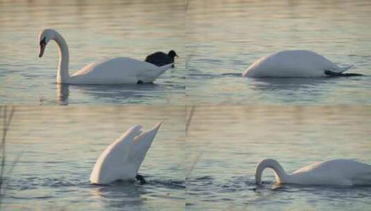 年轻的白天鹅在美丽的白鸟湖里潜水觅食，跳高清在线视频素材下载