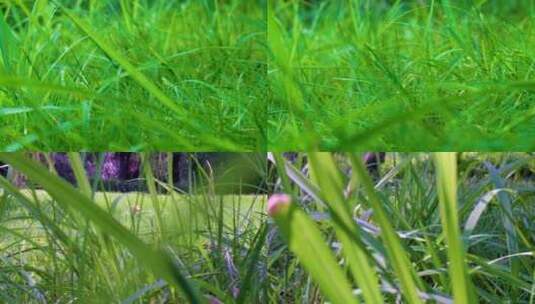 户外大自然草丛中穿梭草坪草地风景风光唯美高清在线视频素材下载