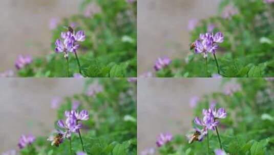 春天蜜蜂在盛开紫云英的采蜜高清在线视频素材下载