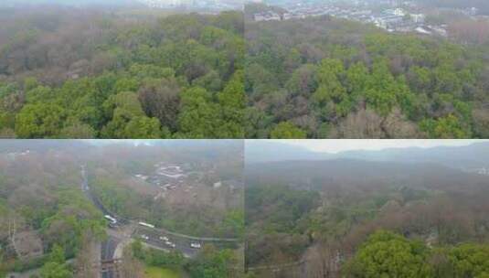 杭州植物园风景视频素材高清在线视频素材下载