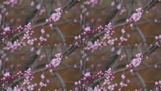 春天盛开的粉色桃花碧桃花朵特写高清在线视频素材下载