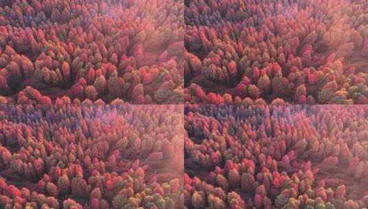 秋季红色水杉林高清在线视频素材下载