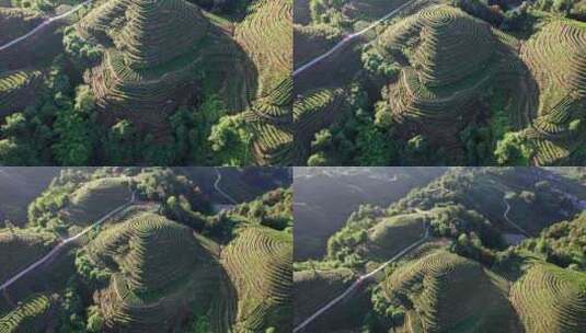 四川雅安市名山区大地指纹茶园茶山白昼航拍高清在线视频素材下载