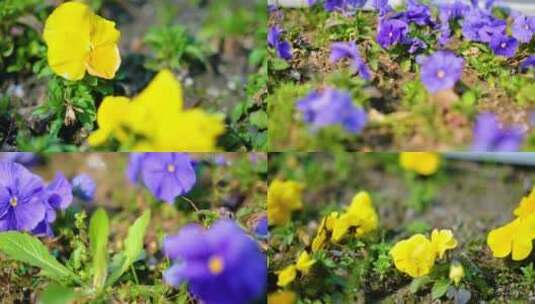 春天来了花朵盛开风景视频素材高清在线视频素材下载