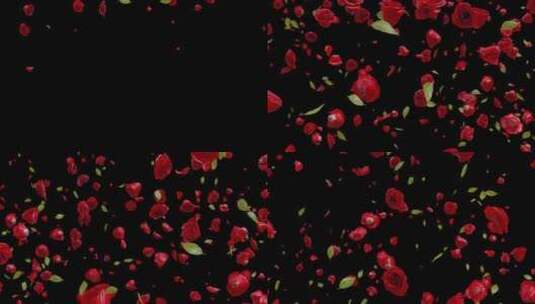 坠落的红玫瑰阿尔法01HD高清在线视频素材下载