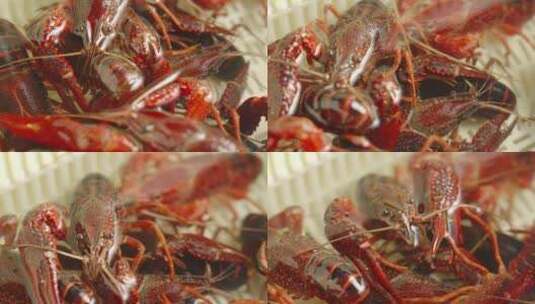 新鲜活小龙虾食材特写高清在线视频素材下载