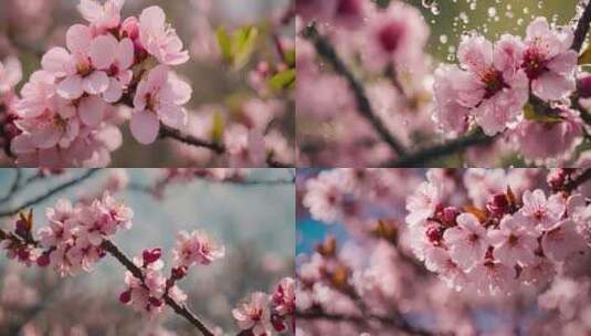 樱花2 樱花特写高清在线视频素材下载