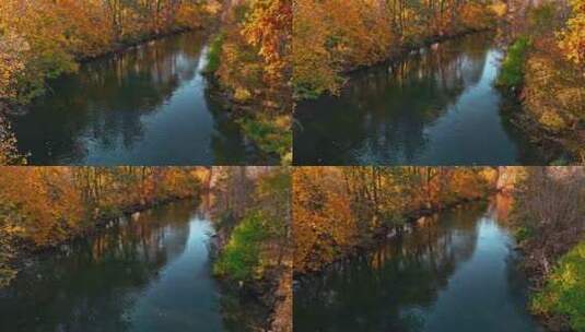 波兰秋天日出时的布尔达河和彩林。高清在线视频素材下载