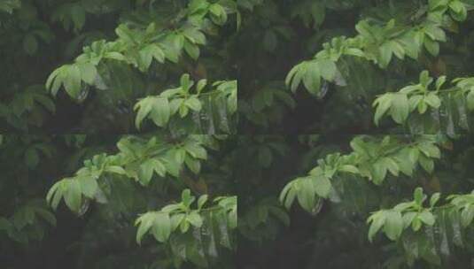 节气谷雨下雨雨滴滴落树枝树叶的特写慢镜头高清在线视频素材下载