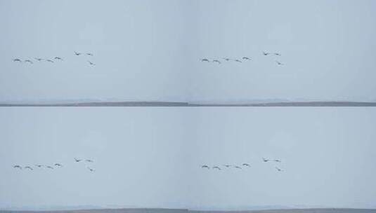 鄱阳湖候鸟高清在线视频素材下载