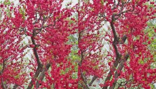春天盛开的红色桃花高清在线视频素材下载