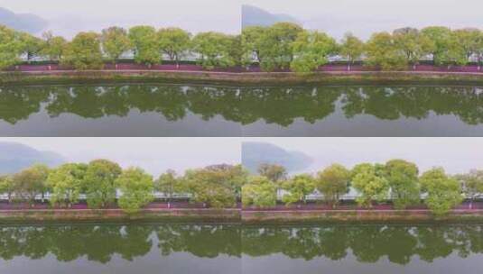 湖北武汉东湖磨山景区杜鹃花盛开高清在线视频素材下载
