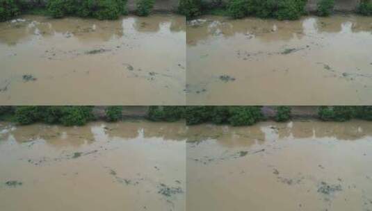 洪涝浑黄的河水航拍高清在线视频素材下载