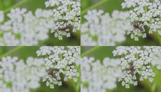 蚂蚁在白色野花上爬行的微距特写高清在线视频素材下载