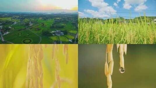 D017水稻基地、稻谷高清在线视频素材下载