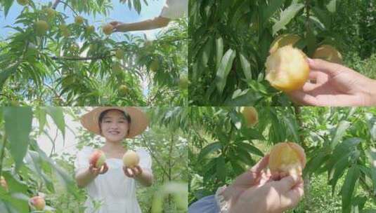 阳山水蜜桃 水蜜桃产地 水蜜桃采摘高清在线视频素材下载