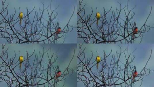 一对赤红山椒鸟在雨中唱歌高清在线视频素材下载