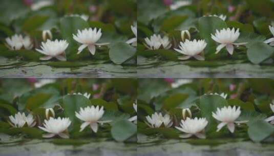 雨中水莲 莲花 睡莲 水莲高清在线视频素材下载