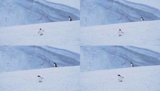 冬天，雪，企鹅，鸟高清在线视频素材下载