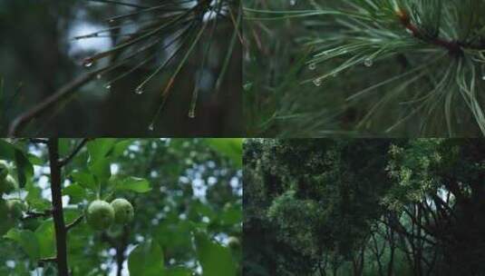 下雨树叶高清在线视频素材下载