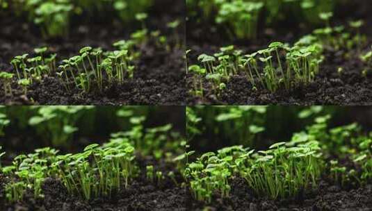 延时摄影中的植物生长-新芽发芽高清在线视频素材下载