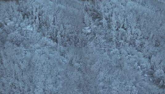 航拍东北下暴雪林海雪原威虎山高清在线视频素材下载