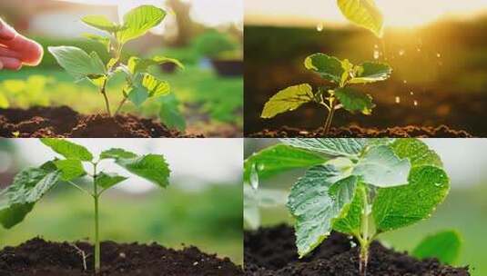 【合集】枇杷种植枇杷唯美特写 (2)高清在线视频素材下载