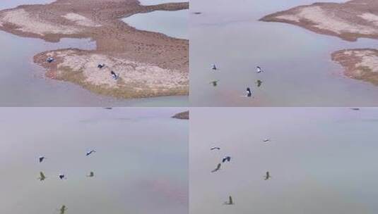 大雁群飞 鄱阳湖候鸟高清在线视频素材下载