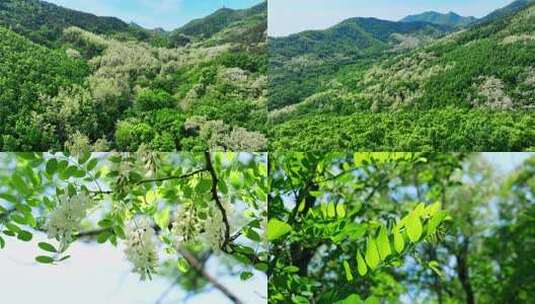 满山槐花 槐花槐树林高清在线视频素材下载