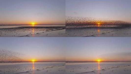 夕阳鸟浪高清在线视频素材下载