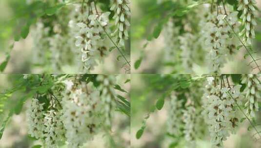 槐花（紫槐 黄槐）高清在线视频素材下载
