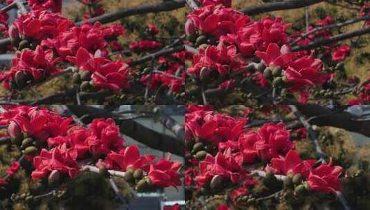 枝头盛开的木棉花特写高清在线视频素材下载