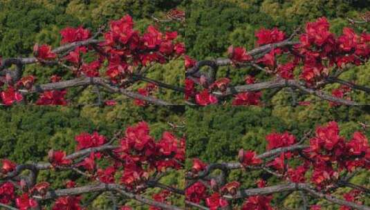 盛开的木棉花特写高清在线视频素材下载