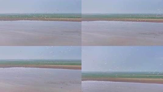 江西鄱阳湖湿地候鸟白鹤大雁高清在线视频素材下载