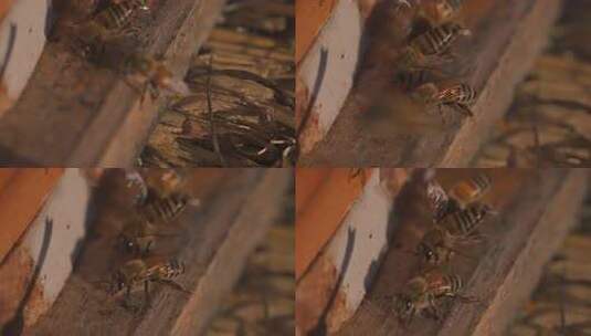 蜂 蜜蜂 特写 光影 采蜜蜂 人工养殖高清在线视频素材下载